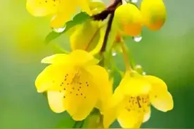 六一:浮生过半，童心未泯，流星划过窗前，归来仍是少年图片