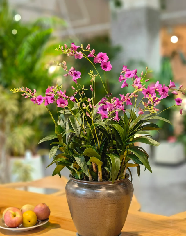 “买花一时爽，养花火葬场”的17种花， 劝你不要随意买