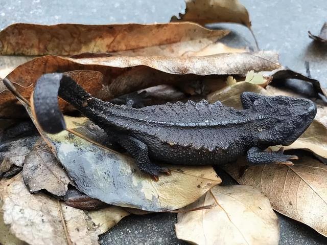 野外仅存600多只！浙江4人徒手抓26只，价值10多万