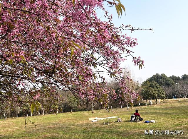 成都最大规模冬樱花开了，1000多株，惊艳壮观，免费，地铁直达！