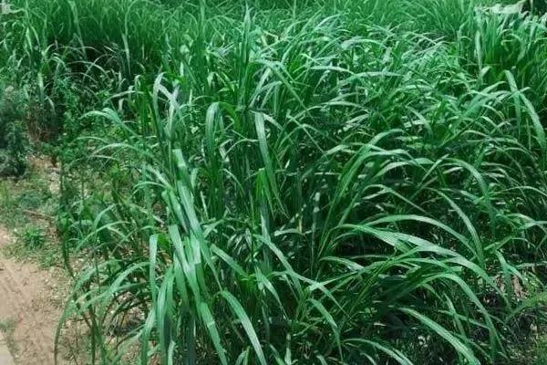 高达7米,亩产可达30吨,种植一次可收割15年,你见过这种草吗?
