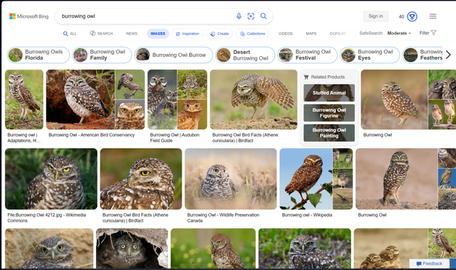 搜索引擎世纪大战：Bing vs Google，谁能抢到你浏览器地址栏的C位
