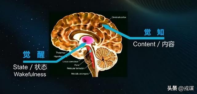 人类独占意识？鸟类没大脑皮层，却照样有意识！意识不是人类专属