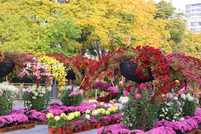 浙江宁波这片水上森林又出圈，色彩缤纷堪比油画，但一周后会更美