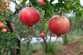 种石榴三大忌讳，老果农经验总结！避开这些坑才能硕果累累图片