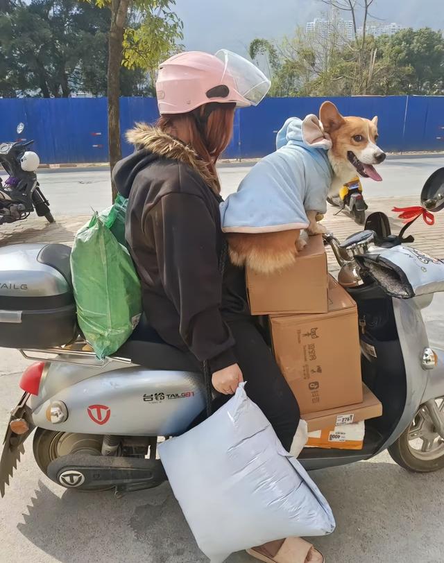 笑死了！每个骑电动车拿快递的铲屎官，都欠狗子一个道歉，哈哈~