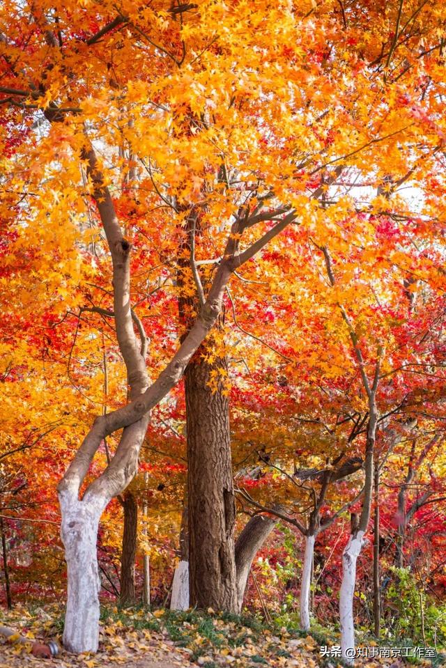 金陵古寺 各有风华