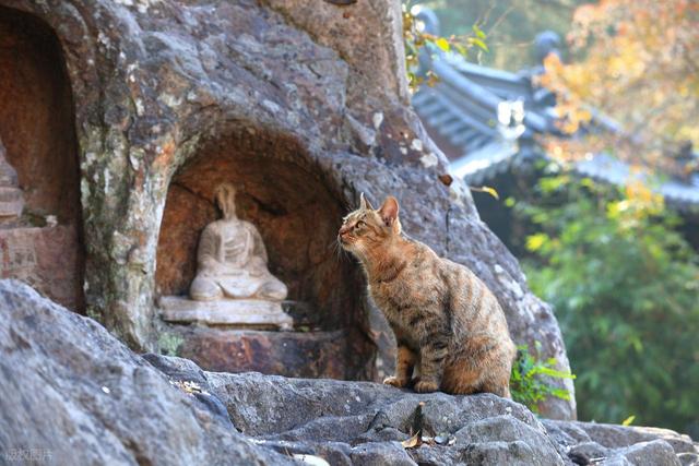 石象路银杏黄了！秋日南京必走的几条经典路线