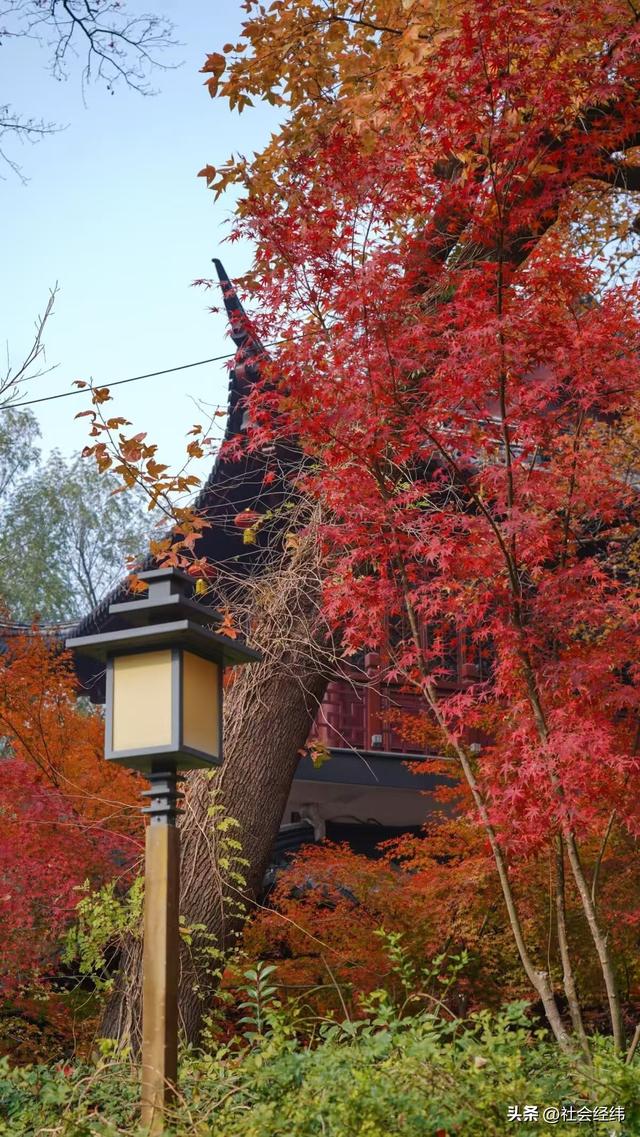 枫染栖霞醉金陵！明秀山红叶铺就秋日限定画卷