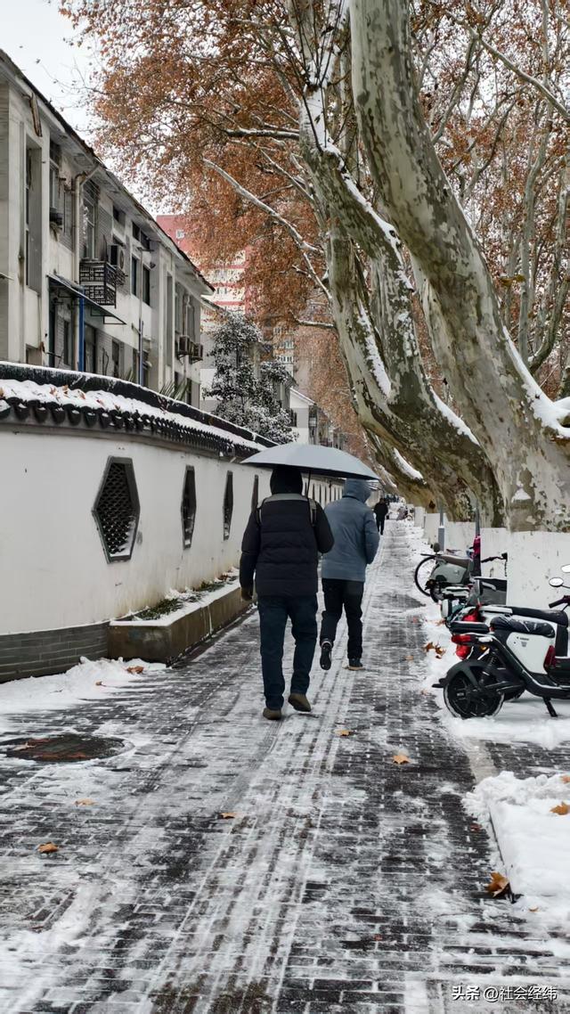 每日一景|大寒雪落金陵 明故宫梧桐披银 市民漫步享冬日诗意