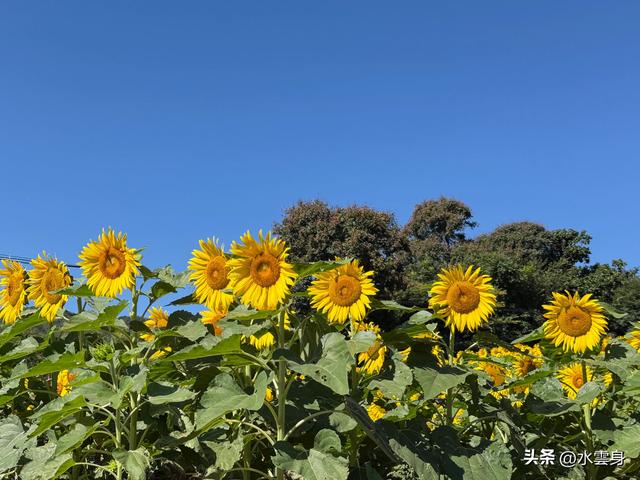 🌻【昌平区溜石港村高山梯田向日葵花海旅游攻略】🌻