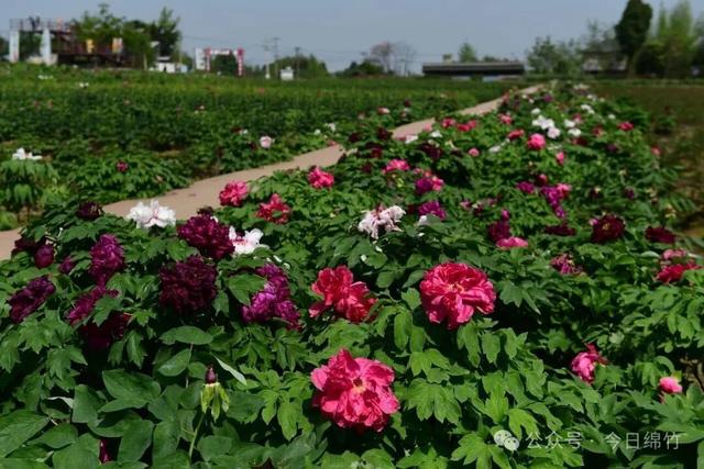 美得逆天！绵竹这里400亩牡丹已成花海，免费......