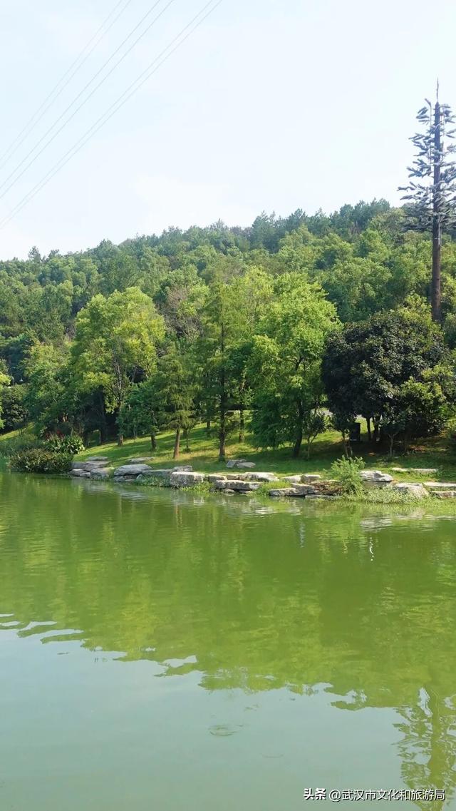 你的相册里，藏着森林公园的哪种绿？