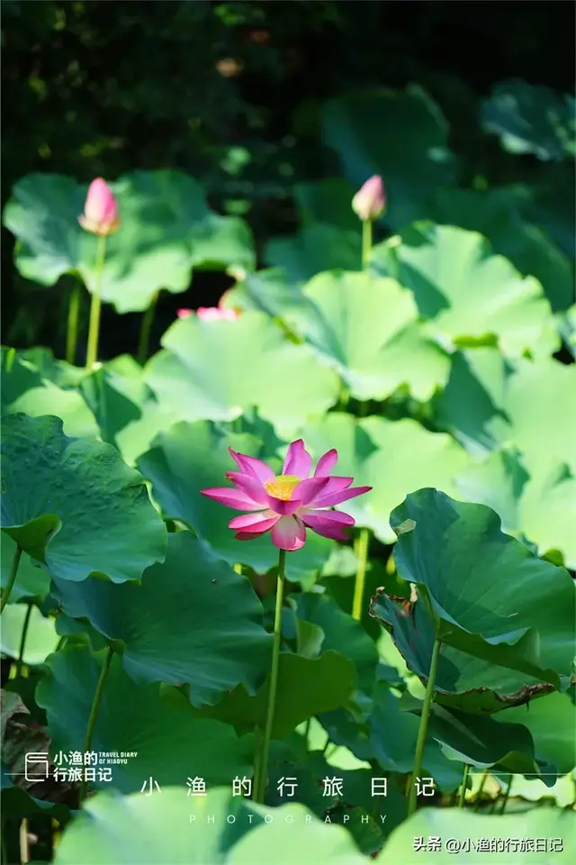 西安这个公园有点“怪”，风景一般，早上的游客却很多！你去过吗