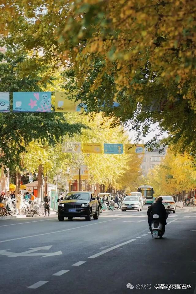 赏银杏、会海鸥，邂逅一场丰容的“昆明式暖冬”