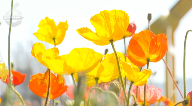 15米孔雀花雕亮相，七彩花海即将开放→