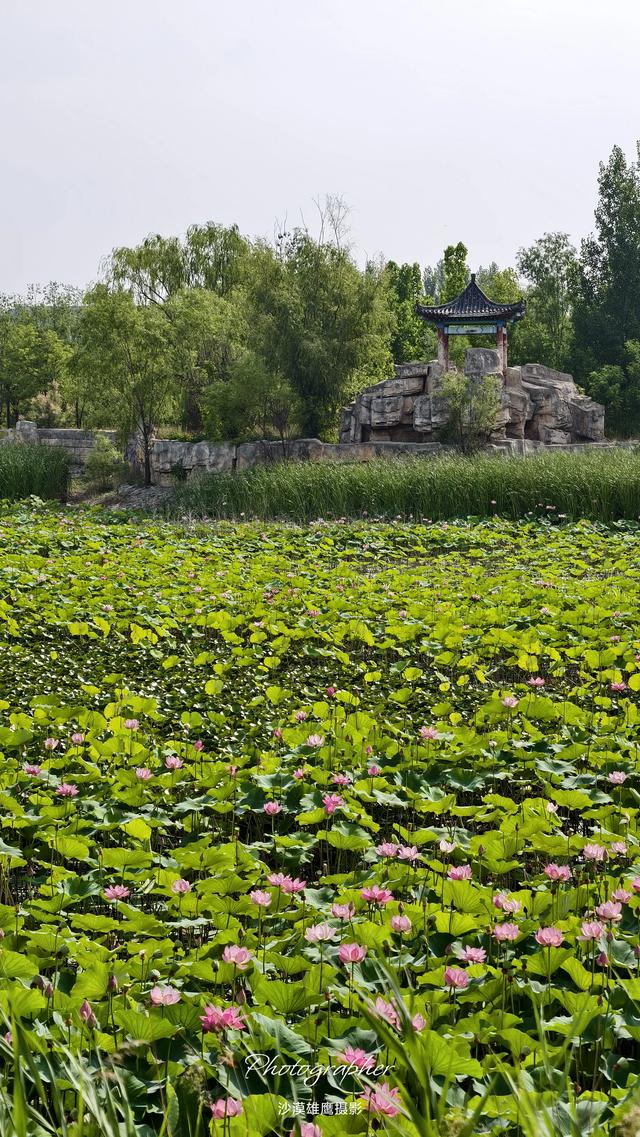 游德州武城四女寺心情爽，看一看四女寺风景区真宁静。