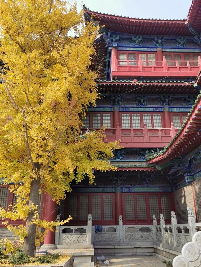 “枫”景正好！开封最美秋色已上线！