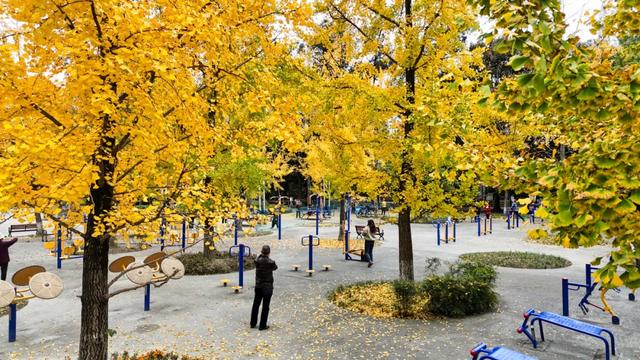 好看！好拍！郫都银杏打卡攻略→