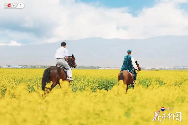 跟着《花开中国》第3集，在新疆伊犁追花海 | 动态