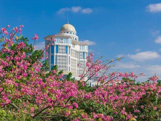粉色异木棉盛放中！佛山五区这些观赏点，再不去就晚了