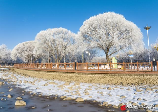 奇台雾凇上线！满城“银花”开，这是独属于昌吉的冬日浪漫