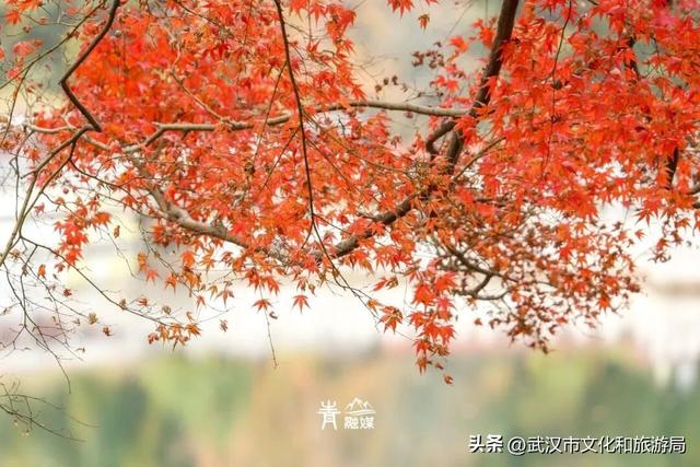 大降温后，青山最美冬景即将上线！