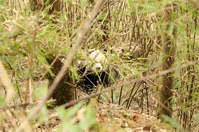 长江以南首次发现，2014年云南村民打死一只，扒皮、肢解还取胆