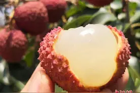 火山岩上长出的荔枝，成了“顶流”图片