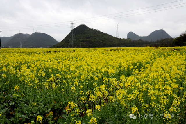 美出圈！兴安这片油菜花开了，金色花海藏着醉美田园风光