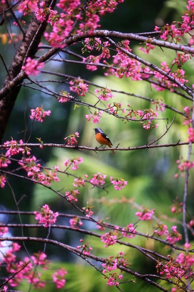 赏花何必等春！这个冬天，成都花儿都开men了→