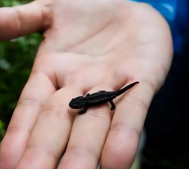 野外仅存600多只！浙江4人徒手抓26只，价值10多万