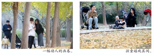 【潍坊寿光】初冬银杏美