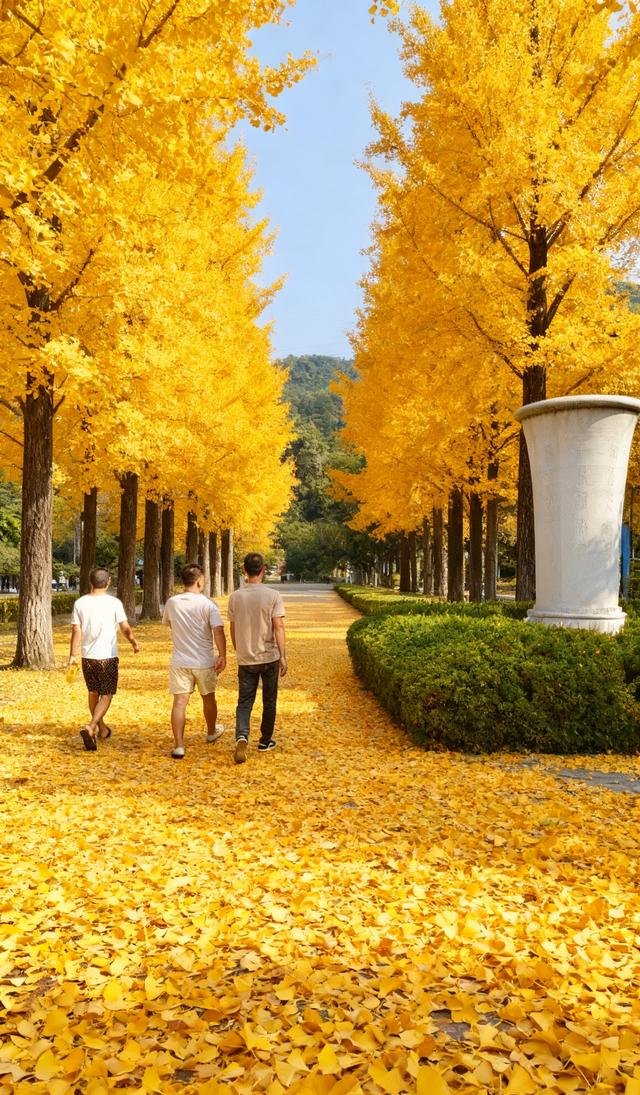 金色铺就的甬道——银杏叶与阳光织就的秋日幻境！
