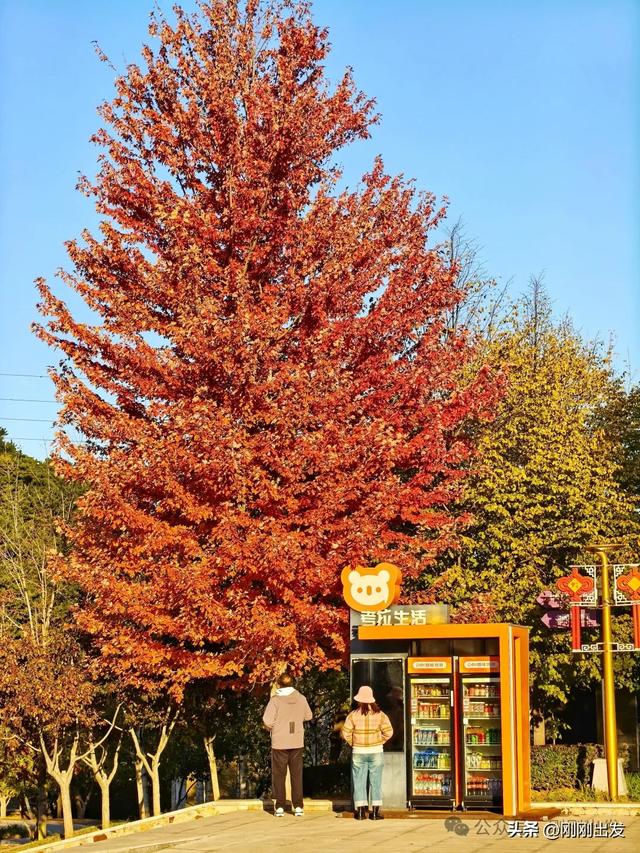 公交直达,大连这个免费公园枫叶正当时,赏秋好地方
