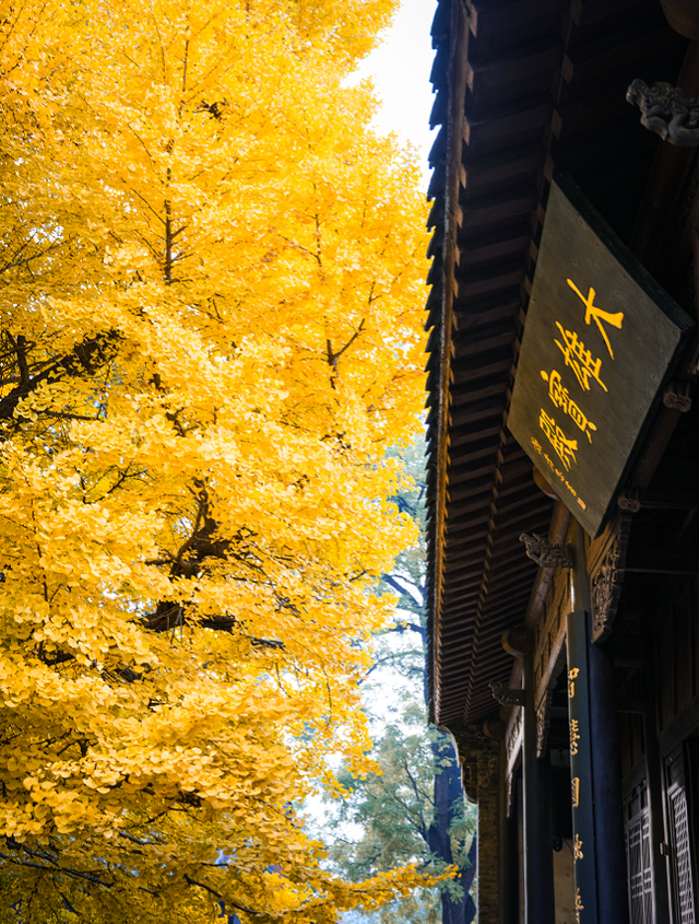历经千年风雨，灵岩古刹金色盛宴为何“灿若新生”？
