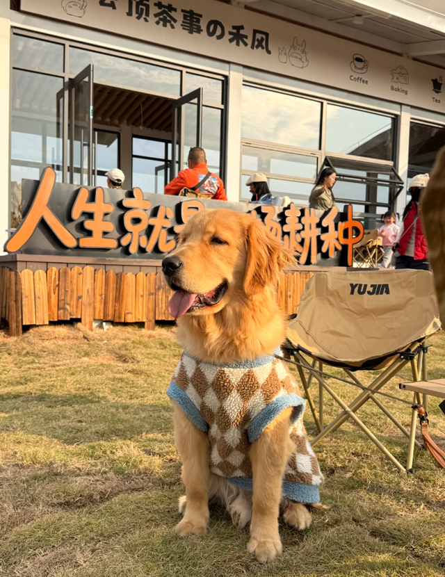 在韶关，带毛孩子去哪“浪”？这份宠物友好地图请收藏，撒欢不踩雷~