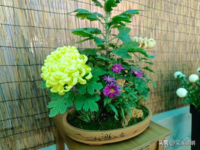 “中山秋韵，菊映盛世”，赏菊南京中山植物园（上）