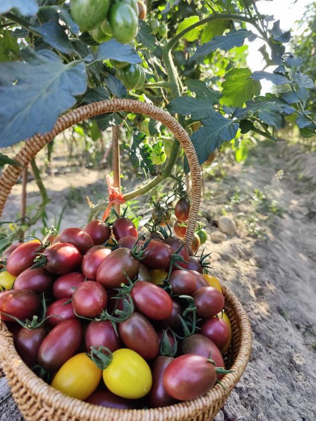 甜甜甜！“保姆级”采摘攻略！周末就出发→