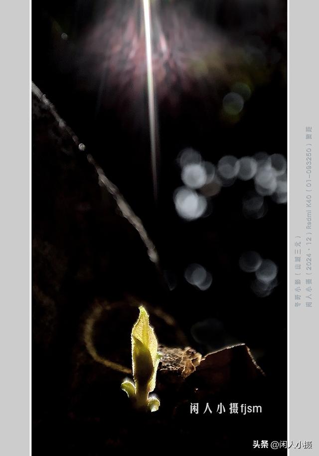 聊手机摄影（85）手机摄影用光入门须掌握，极具表现力的逆光摄影