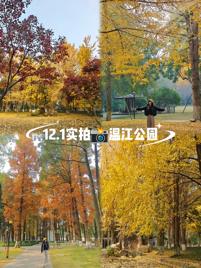 银杏浓度100%！成都人民拍照好去处，温江这3个地方千万别错过！