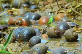 福寿螺入侵中国40年！它的弱点很搞笑，稍有不慎就被一锅端了！图片