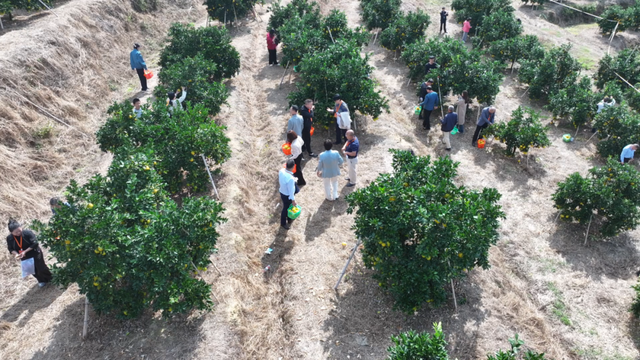 奔“县” | 橙色美好奔赴而来，你尝了么？