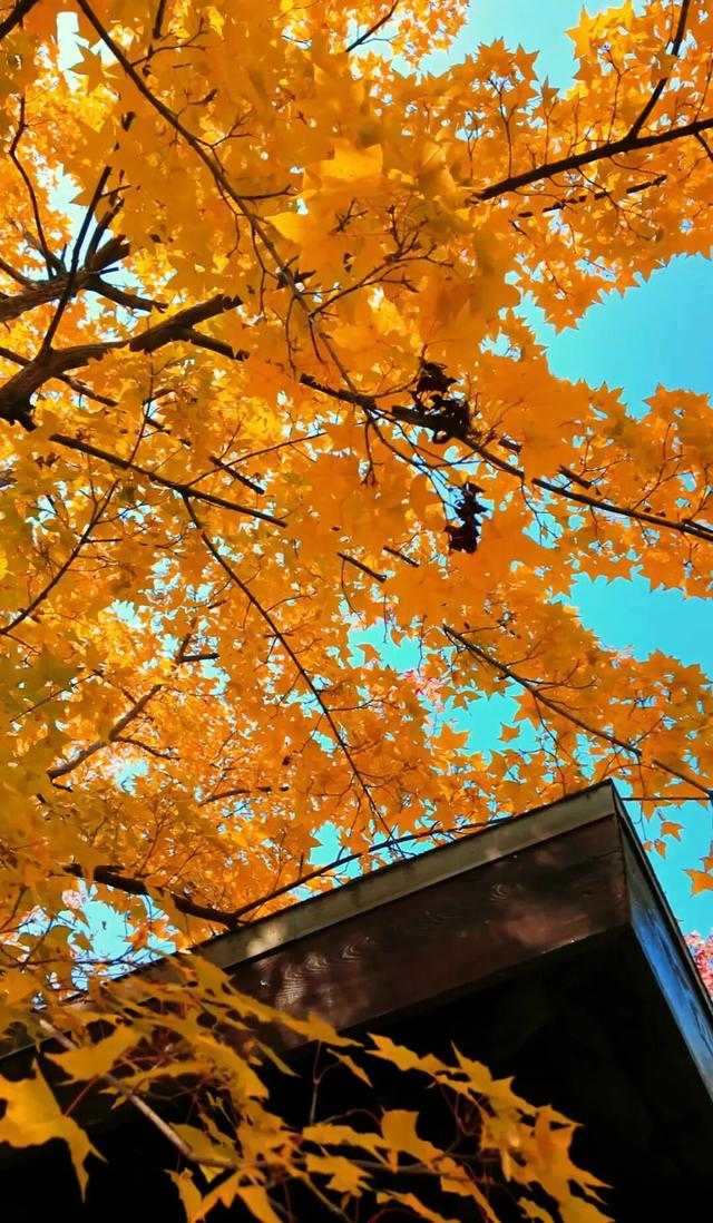 18公里步道免费开放！北京西五环边这个公园迎来最佳观赏期