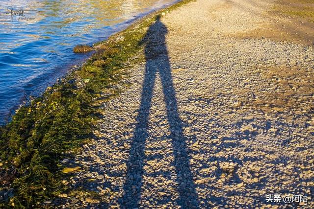 洱海的湿地公园很多,这几座孤岛风景不错,只是唯一的浮桥太晃荡