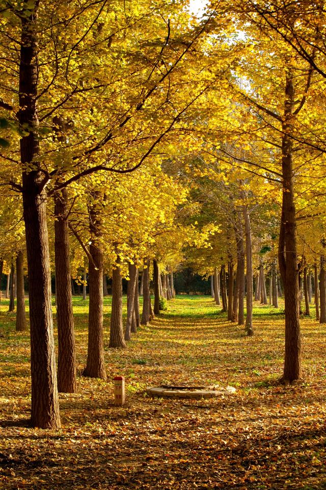 北京秋天金黄色的秘境公园，不收费的东坝郊野，已美成金色海洋