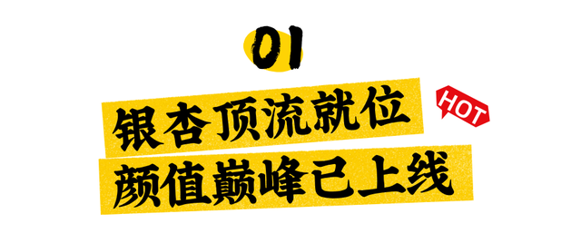 跟着赛事游随县丨大洪山顶级赏秋地更新！银杏最佳观赏期已到！