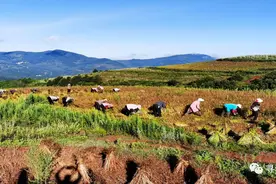 联合乡：小苦荞撬动大产业，小杂粮吃出“致富经”图片