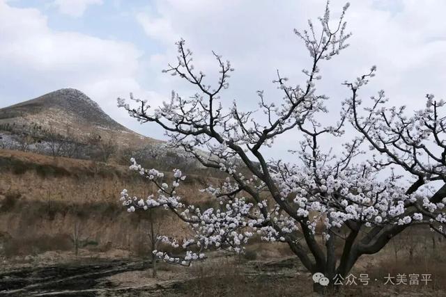花期、地点、路线，富平春天赏花全攻略！