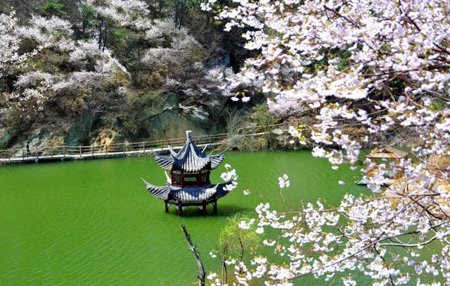 免费送票!2026武汉清凉寨樱花文化旅游季,3月7日盛大迎客!